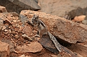 Kanary_2010 076